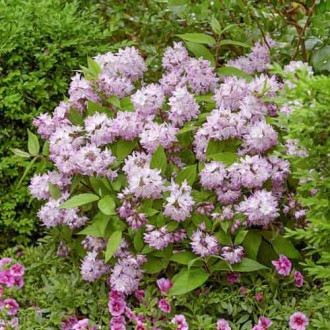 Żylistek zaróżowiony Kalmiiflora interface.image 9