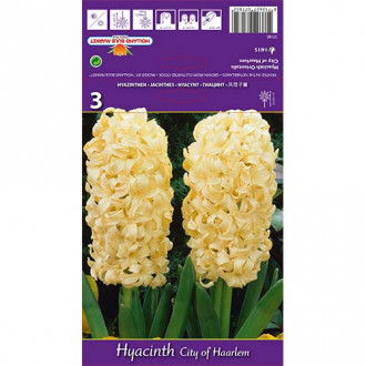 Зюмбюл City of Haarlem изображение 9