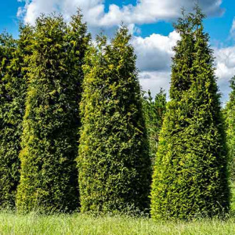 Żywotnik olbrzymi (Thuja) Gelderland interface.image 14