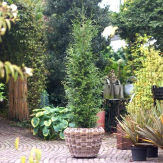 Żywotnik olbrzymi (Thuja) Sugar & Spice interface.image 14