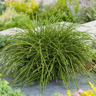 Żywotnik olbrzymi (Thuja) Whipcord interface.image 16