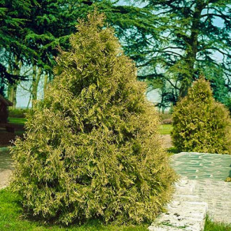 Żywotnik olbrzymi (Thuja) Zebrina interface.image 9