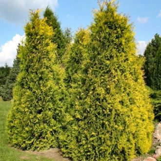 Żywotnik zachodni (Thuja) Europe Gold interface.image 4