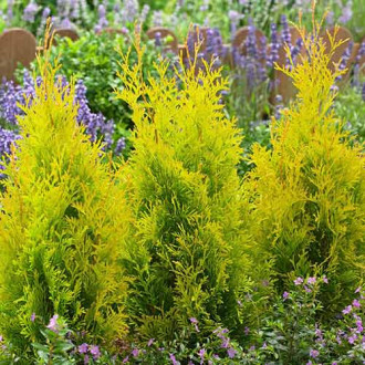 Żywotnik zachodni (Thuja) Golden Anne interface.image 9