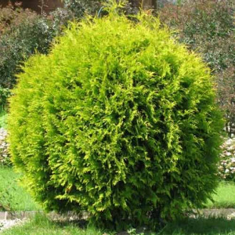 Żywotnik zachodni (Thuja) Golden Globe interface.image 17