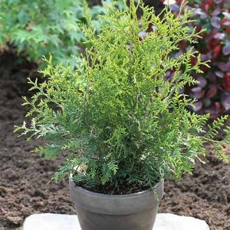 Żywotnik zachodni (Thuja) King of Brabant interface.image 12