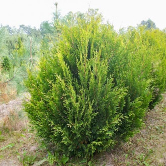 Żywotnik zachodni (Thuja) Kórnik interface.image 16