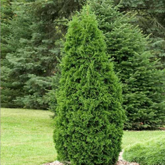 Żywotnik zachodni (Thuja) Pyramidalis Compacta interface.image 8