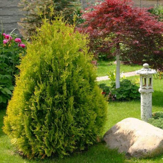 Żywotnik zachodni (Thuja) Sunkist interface.image 18