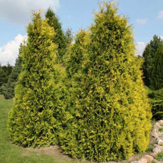 Żywotnik zachodni (Thuja) Sunkist interface.image 5