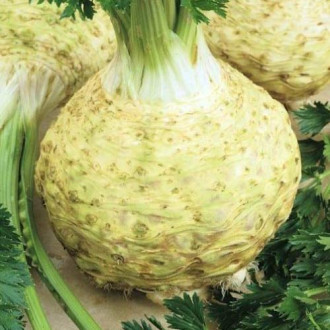 Țelină Prager Reuzen imagine 18