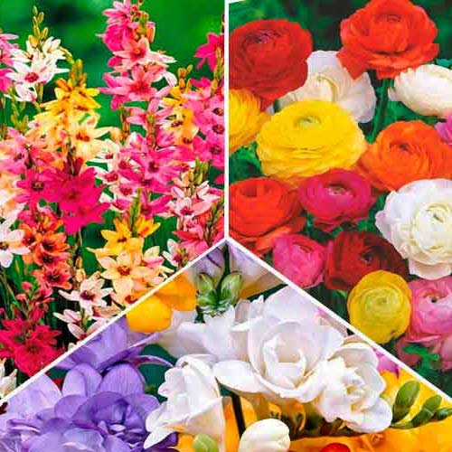 Super ofertă! Frezie, Ixia și Ranunculus, set de 30 de bulbi imagine 1 articol 67045