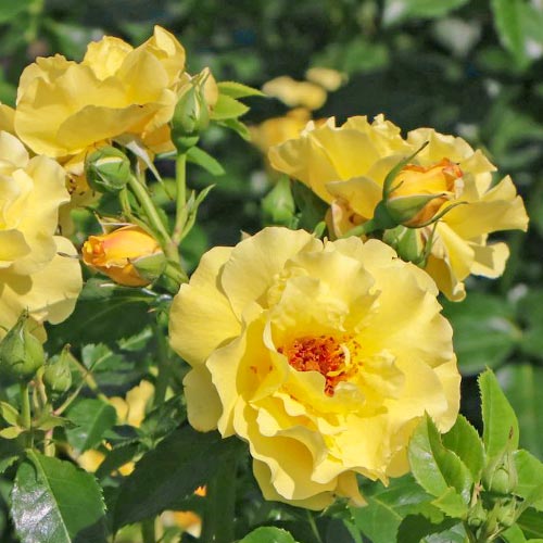 Trandafir urcător Lichtkönigin Lucia imagine 1 articol 4560