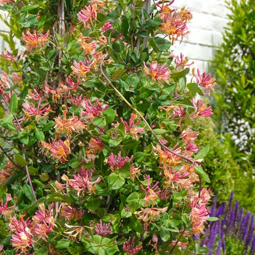 Орлови нокти Hecrotti изображение 1 артикул 9177