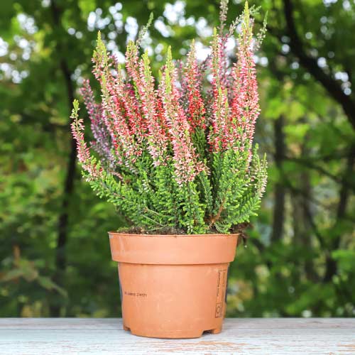 Calluna (Iarba neagra) Martina imagine 1 articol 5436