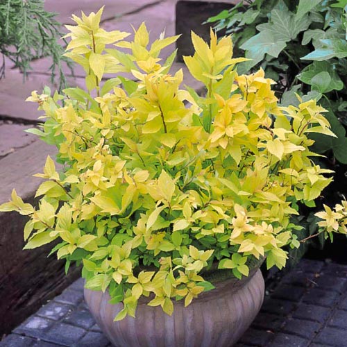 Спирея японска Gold Flame изображение 2 артикул 9098