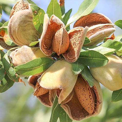 Migdal Ferragnes imagine 1 articol 7949