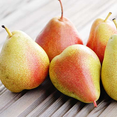 Круша Santa Maria, С2 изображение 1 артикул 4305