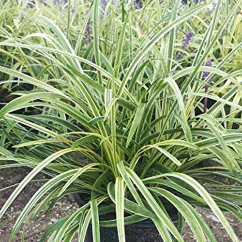 Rogoz (Carex) Evergold imagine 1 articol 4028