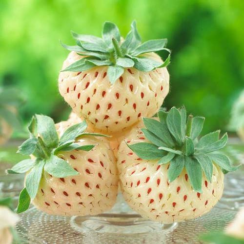 Ягода Бяла Pineberry изображение 2 артикул 9600