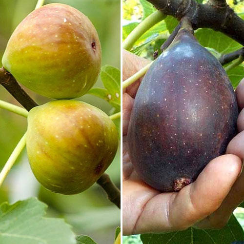 Ofertă specială! Smochini Duo, set de 2 soiuri imagine 1 articol 5186