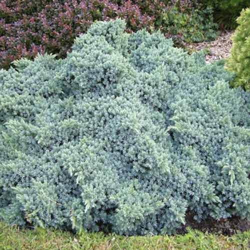 Хвойна Blue Star изображение 1 артикул 4966