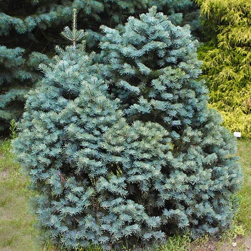 Ела еребриста изображение 1 артикул 9454