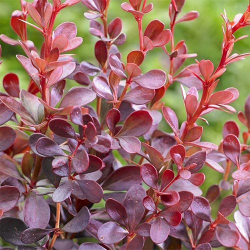 Берберис Dart's Red Lady, P9 изображение 1 артикул 9001