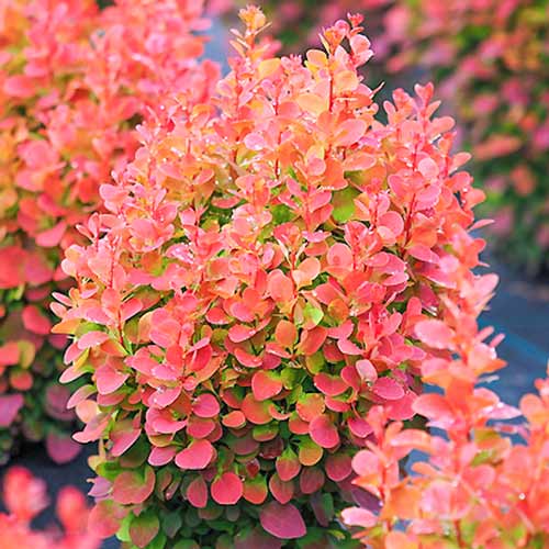 Берберис Red Chief, P9 изображение 1 артикул 9002