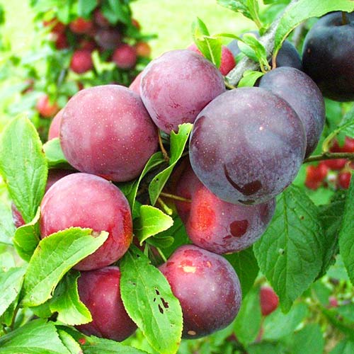 Слива Ruby Crunch изображение 1 артикул 4312