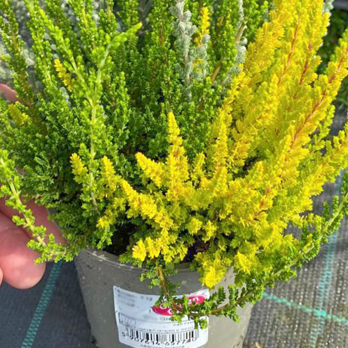 Calluna (Iarba neagra) Trio Girls Zelia/Zilly/Zoe imagine 1 articol 5429