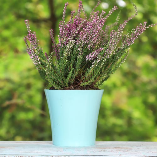 Calluna (Iarba neagra) Pink Bettina imagine 1 articol 5433