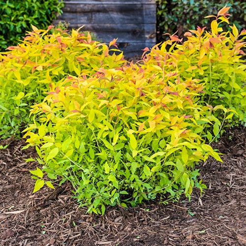 Спирея японска Gold Flame изображение 1 артикул 9098