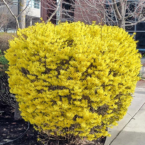 Форзиция Goldrausch изображение 1 артикул 9183