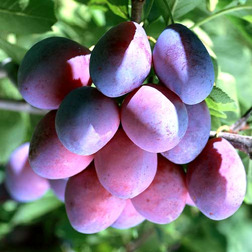 Слива Stanley, С2 изображение 1 артикул 4314