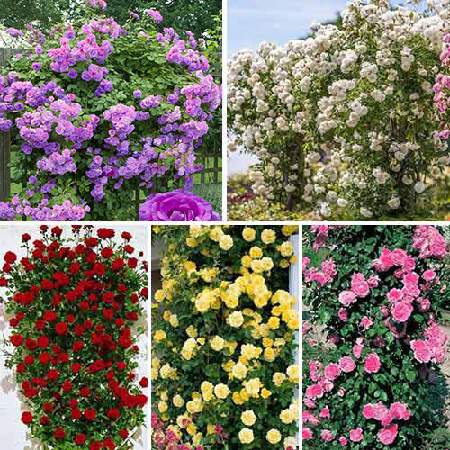 Super ofertă! Trandafiri urcători Top garden, set de 5 soiuri imagine 1 articol 3697