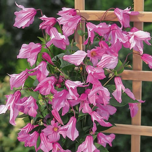 Clematis Alionushka, P9 imagine 1 articol 1550