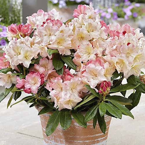 Rhododendron Percy Wiseman imagine 1 articol 4793