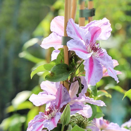 Клематис Mrs N. Thompson изображение 1 артикул 9061