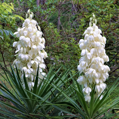 Юка Bright Edge изображение 1 артикул 70456