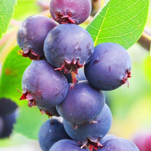 Ирга Smoky изображение 1 артикул 9332