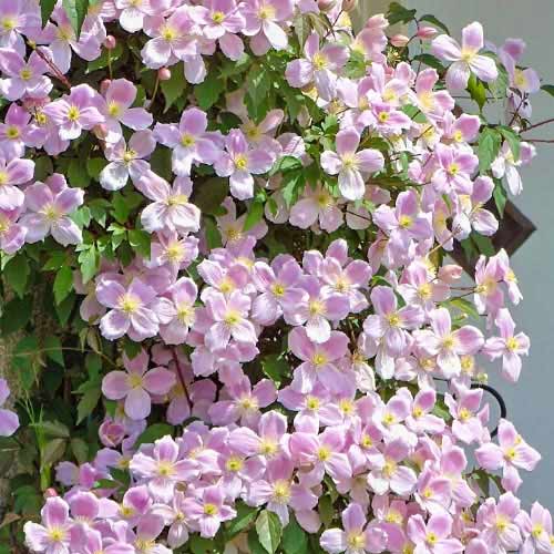 Клематис Elizabeth изображение 1 артикул 9053