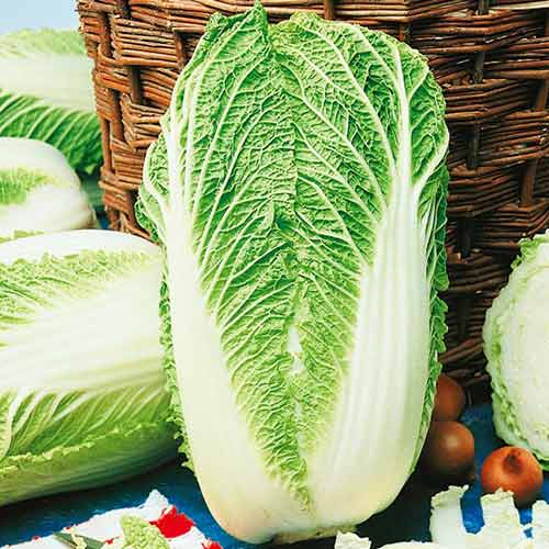 Varză chinezească Granaat imagine 1 articol 96607