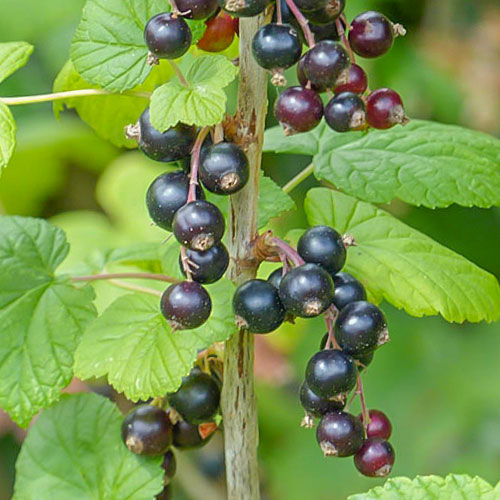 Френско грозде черно Ben Lomond изображение 1 артикул 7047