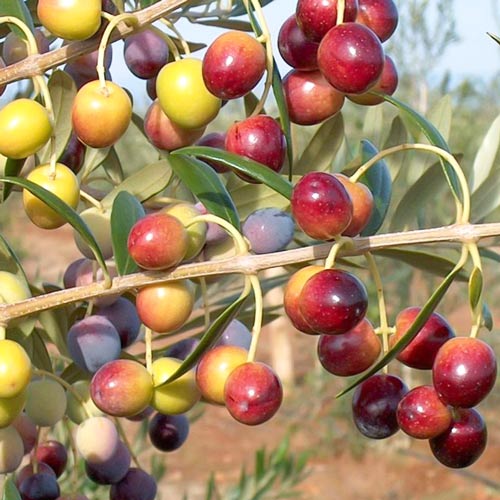 Маслина дърво Piqual изображение 1 артикул 7965