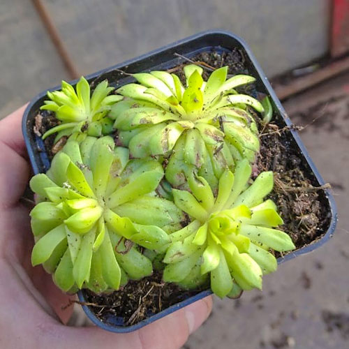 Sempervivum (Urechelniță) Faraon imagine 1 articol 01376