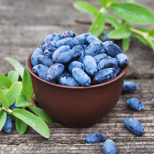 Орлов нокът ядлив Aurora изображение 1 артикул 9302