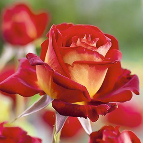 Роза чаен хибрид Bicolette, root ball изображение 2 артикул 2106