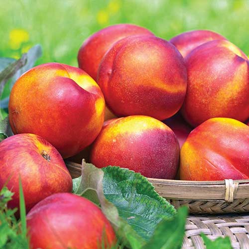 Нектарина Fire Earth, С2 изображение 1 артикул 4285