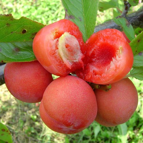 Слива Jamaica, С2 изображение 1 артикул 4309